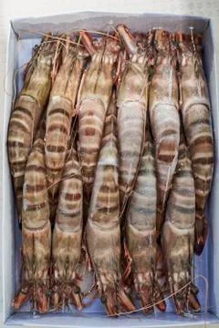 Frozen shrimp in a  box Stock Photos