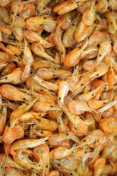 Frozen shrimp in the supermarket. Selective focus Stock Photos