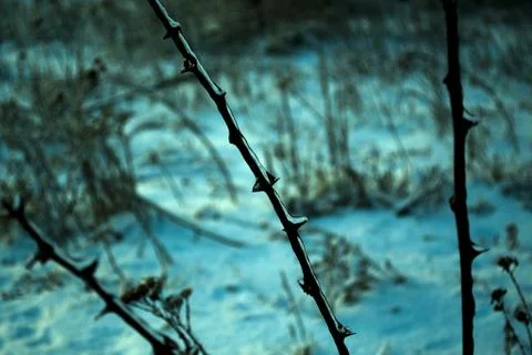 Frozen shrub Stock Photos