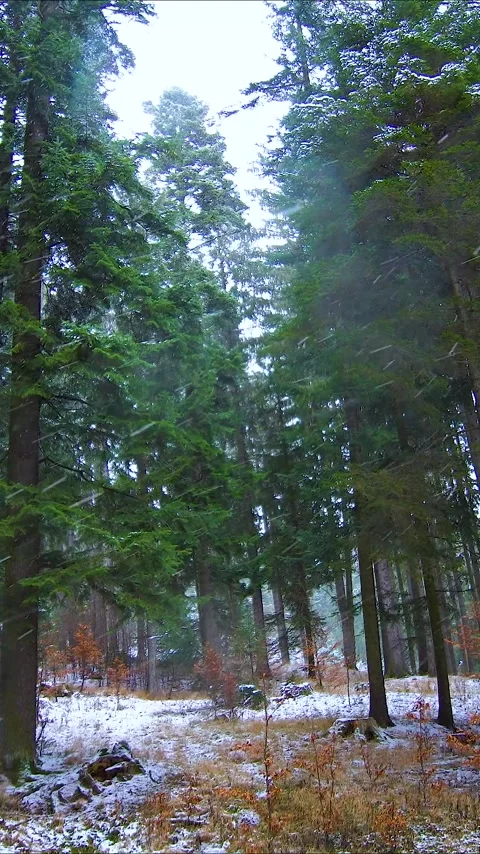 The Frozen Silence of the Forest: Winter&amp;Snow Stock Footage 262733225