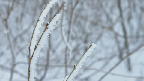 Frozen snow on branches Vidéo 106222532