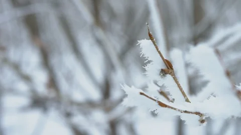 Frozen snow on branches Stock Footage 106222698