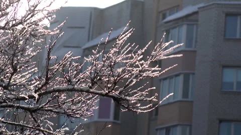 Frozen snow on the branches Vídeos de archivo 329867348