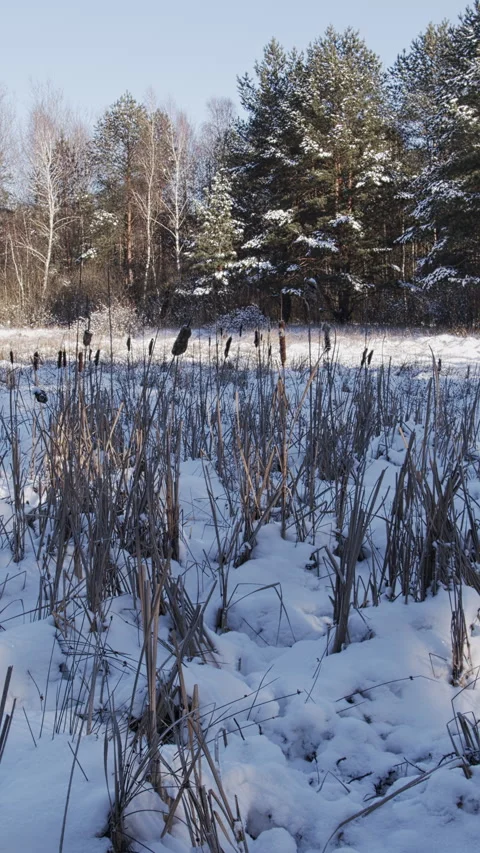 A frozen, snow-covered bog with dried reeds protruding above the snow. Stock Footage 329443022