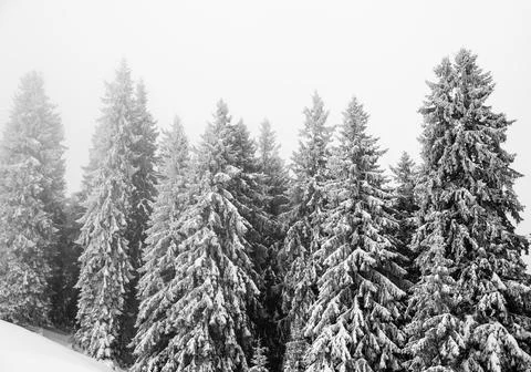 Frozen snow-covered fir forest after snowfall. Black and white. Stock Photos