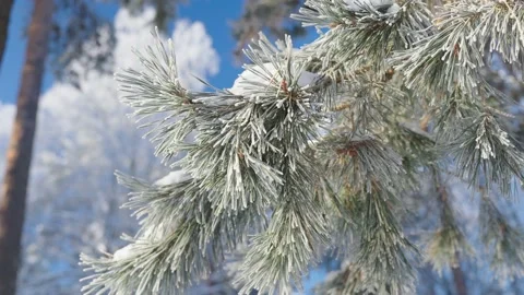 Frozen snow covered pine tree branches in deep forest, close up Vídeos de archivo 229616587
