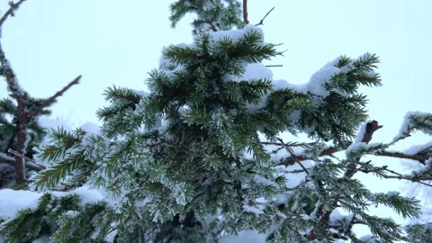 Frozen snow-covered winter forest, deeply covered with snow in sunlight.  Stock Footage 251820334
