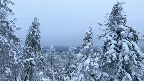 Frozen snow-covered winter forest, deeply covered with snow in sunlight.  Stock Footage 251822430