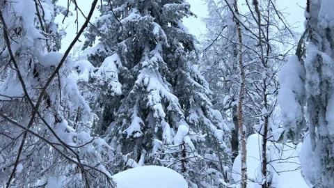 Frozen snow-covered winter forest, deeply covered with snow in sunlight.  Stock Footage 251844699