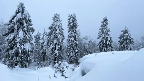 Frozen snow-covered winter forest, deeply covered with snow in sunlight.  Stock Footage 251845010