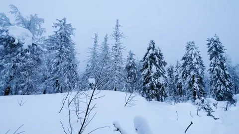 Frozen snow-covered winter forest, deeply covered with snow in sunlight.  Stock Footage 251856901