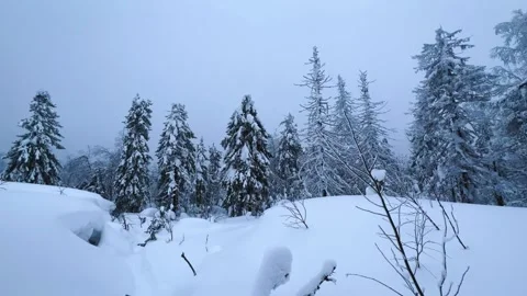 Frozen snow-covered winter forest, deeply covered with snow in sunlight.  Stock Footage 251857177