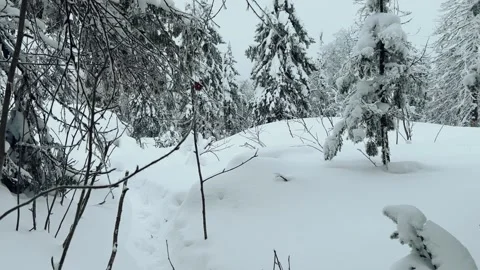 Frozen snow-covered winter forest, deeply covered with snow in sunlight.  Stock Footage 252917625