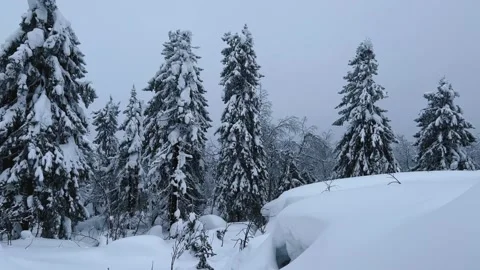 Frozen snow-covered winter forest, deeply covered with snow in sunlight.  Stock Footage 252917995
