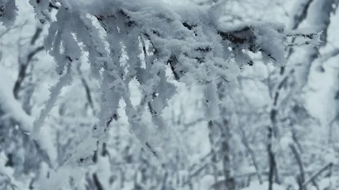 Frozen snow-covered winter forest, deeply covered with snow in sunlight.  Stock Footage 253159290