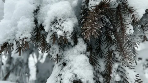 Frozen snow-covered winter forest, deeply covered with snow in sunlight.  Stock Footage 253159922