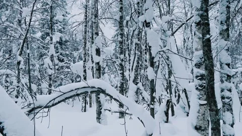 Frozen snow-covered winter forest, deeply covered with snow in sunlight.  Stock Footage 253213732