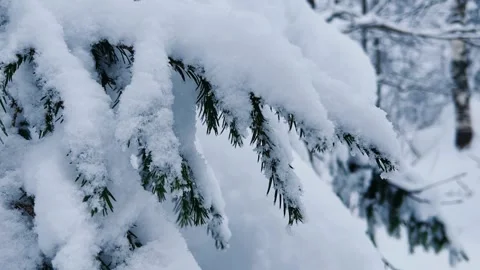Frozen snow-covered winter forest, deeply covered with snow in sunlight.  Stock Footage 253247355