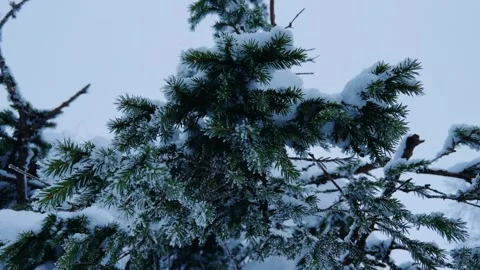 Frozen snow-covered winter forest, deeply covered with snow in sunlight.  Stock Footage 254081848