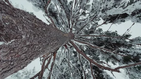 Frozen snow-covered winter forest, deeply covered with snow in sunlight.  Stock Footage 254405691