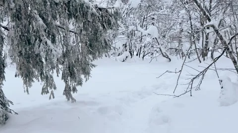 Frozen snow-covered winter forest, deeply covered with snow in sunlight.  Stock Footage 254409585