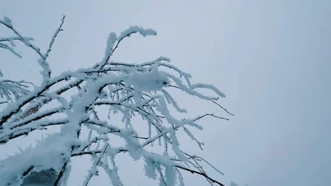 Frozen snow-covered winter forest, deeply covered with snow in sunlight.  Stock Footage 254487306