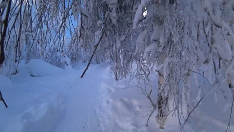Frozen snow-covered winter forest, deeply covered with snow in sunlight.  Stock Footage 270343211