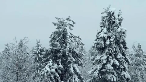 Frozen snow-covered winter forest, deeply covered with snow in sunlight.  Stock Footage 270695409