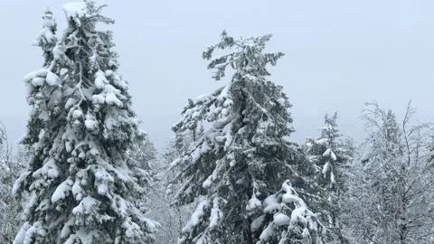 Frozen snow-covered winter forest, deeply covered with snow in sunlight.  Stock Footage 270695677