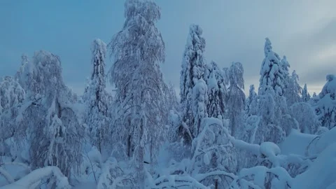 Frozen snow-covered winter forest, deeply covered with snow in sunlight.  Stock Footage 270696386