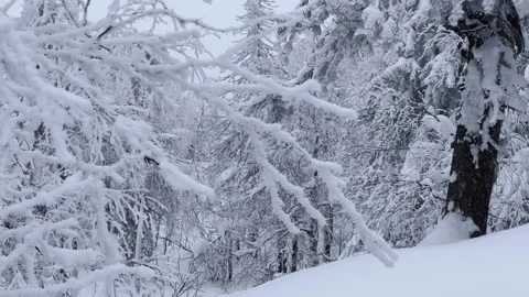 Frozen snow-covered winter forest, deeply covered with snow in sunlight.  Stock Footage 270697139