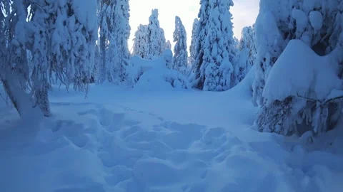 Frozen snow-covered winter forest, deeply covered with snow in sunlight.  Stock Footage 270698081