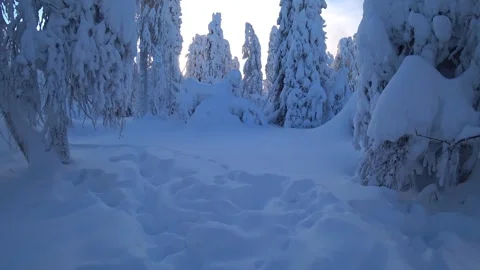 Frozen snow-covered winter forest, deeply covered with snow in sunlight.  Stock Footage 270698203