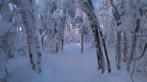 Frozen snow-covered winter forest, deeply covered with snow in sunlight.  Stock Footage 270699154