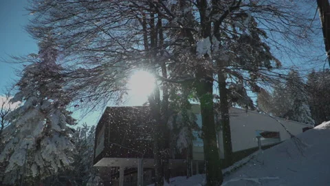 Frozen snow falling from frozen tree Video stock 145811223