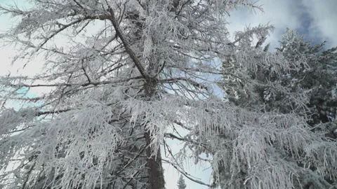Frozen snow falling from frozen tree Stock Footage 145814210