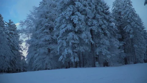 Frozen snow falling from frozen tree Stock Footage 145814262