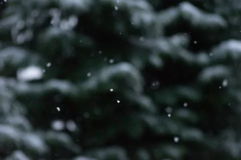 Frozen Snow Stock Photos