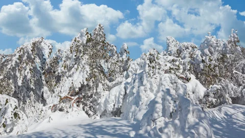 Frozen snowbound forest time lapse scene Stock Footage 169244457