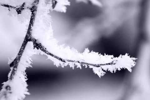 Frozen snowflakes Stock Photos
