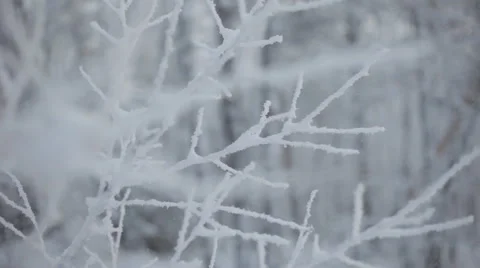 Frozen snowy branches Stock Footage 59313432