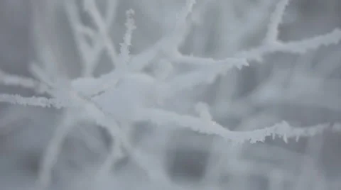Frozen snowy branches Stock Footage 59313557