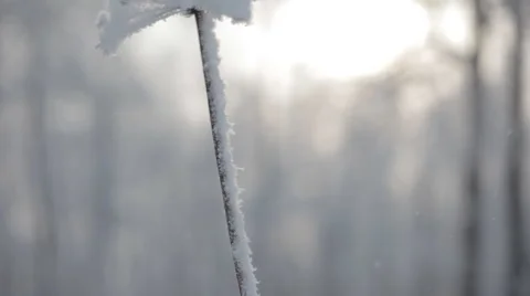 Frozen snowy branches Stock Footage 59313664