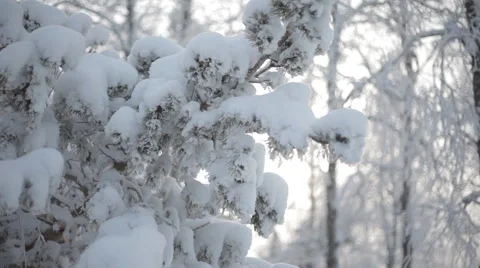 Frozen snowy branches Stock Footage 59314196