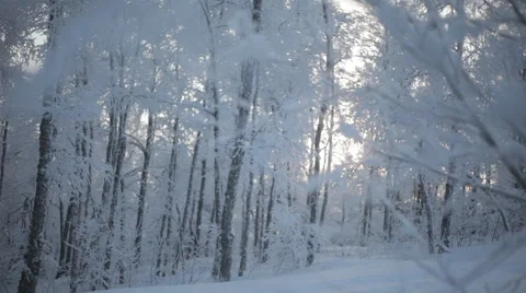 Frozen snowy branches Stock Footage 59314781