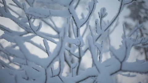 Frozen snowy branches Stock Footage 59314865