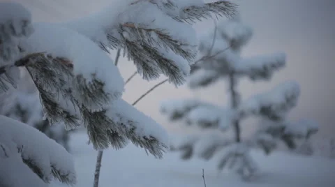 Frozen snowy branches Stock Footage 59314932