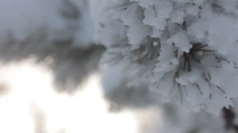 Frozen snowy branches Stock Footage 59315105
