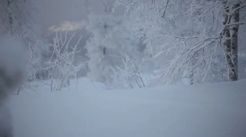 Frozen snowy branches Stock Footage 59315144