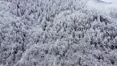 Frozen Snowy Mountain Forest Stock Footage 168969702